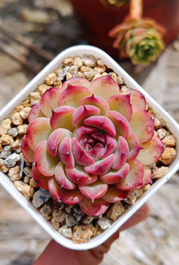 Echeveria Marcel S – Image 3