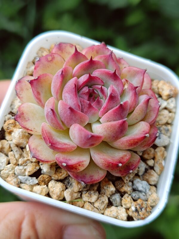 Echeveria Marcel S – Image 2