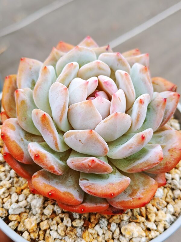 Echeveria Star Orange L – Image 4