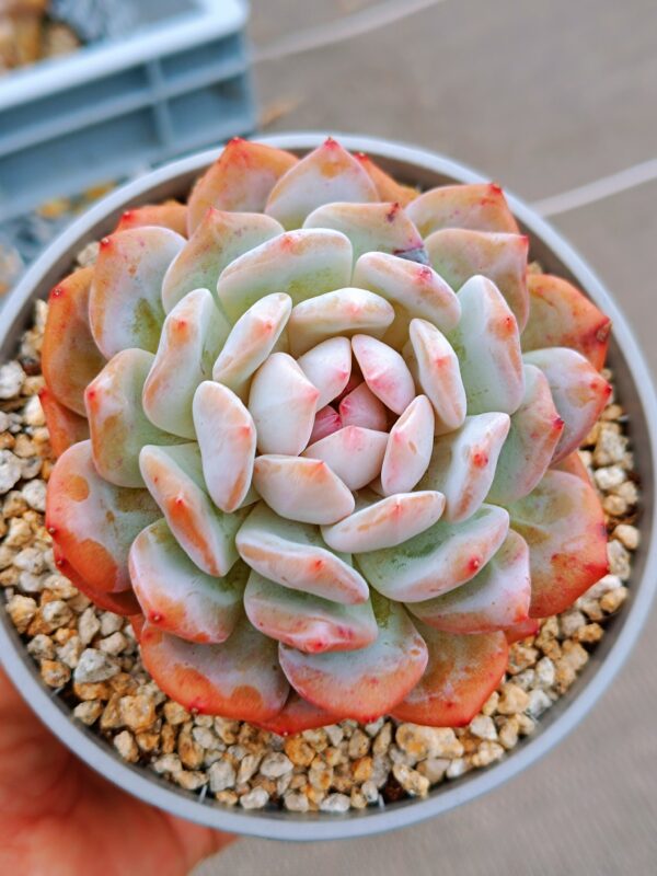 Echeveria Star Orange L – Image 3