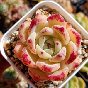 Echeveria White Latam