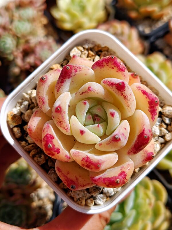Echeveria White Latam