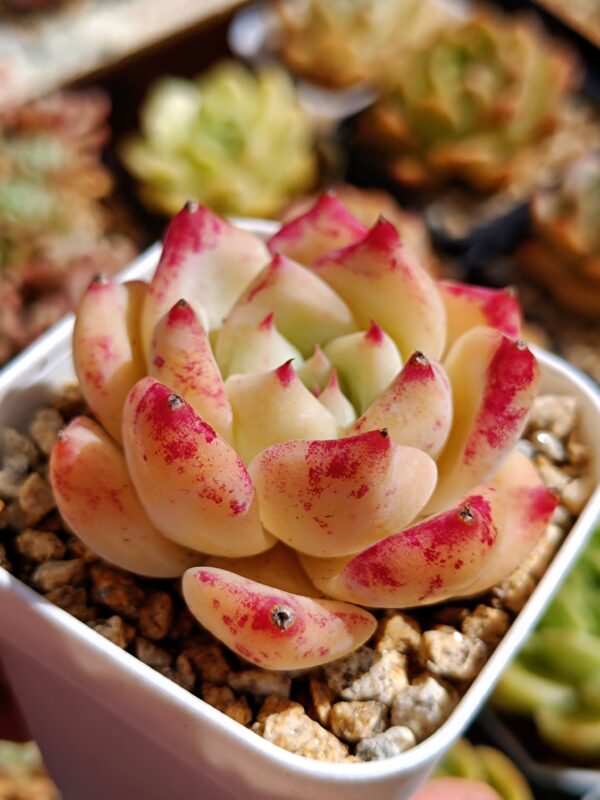 Echeveria White Latam – Image 2
