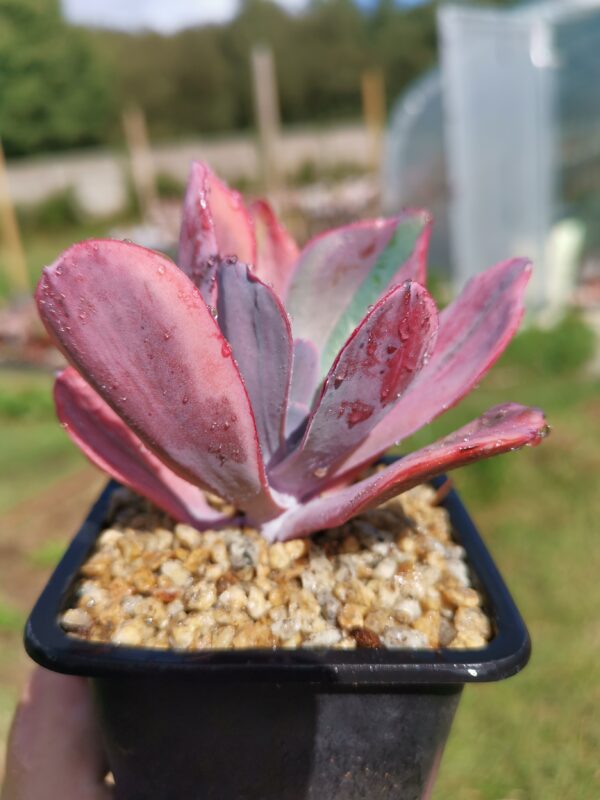 Echeveria Angel Wings Variegata – Image 2