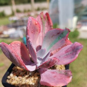 Echeveria Angel Wings Variegata