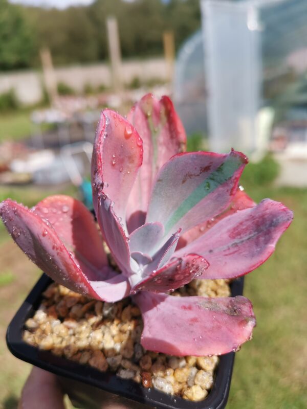 Echeveria Angel Wings Variegata