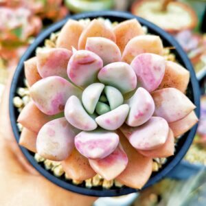 Echeveria Spotted Dear