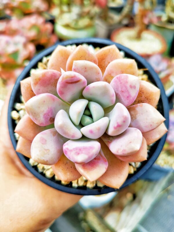 Echeveria Spotted Dear
