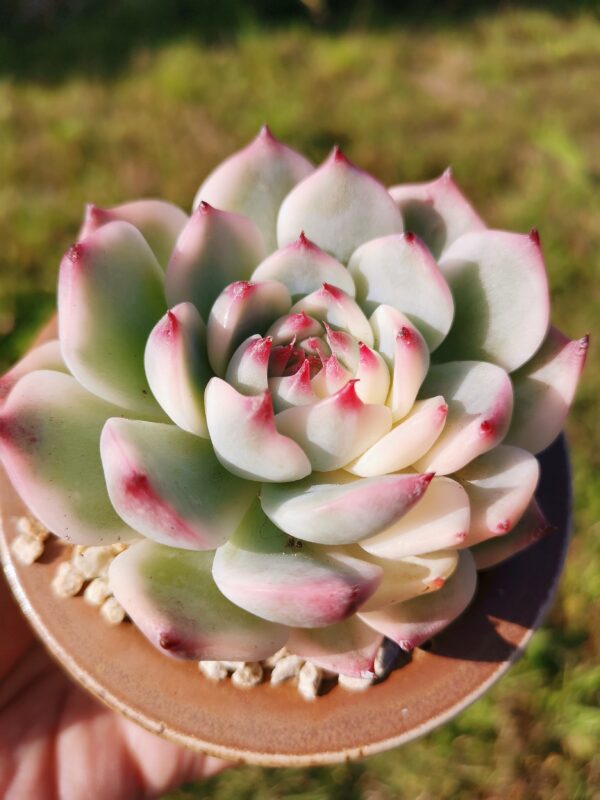 Echeveria Chihuahua Variegata – Image 2