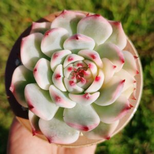 Echeveria Chihuahua Variegata