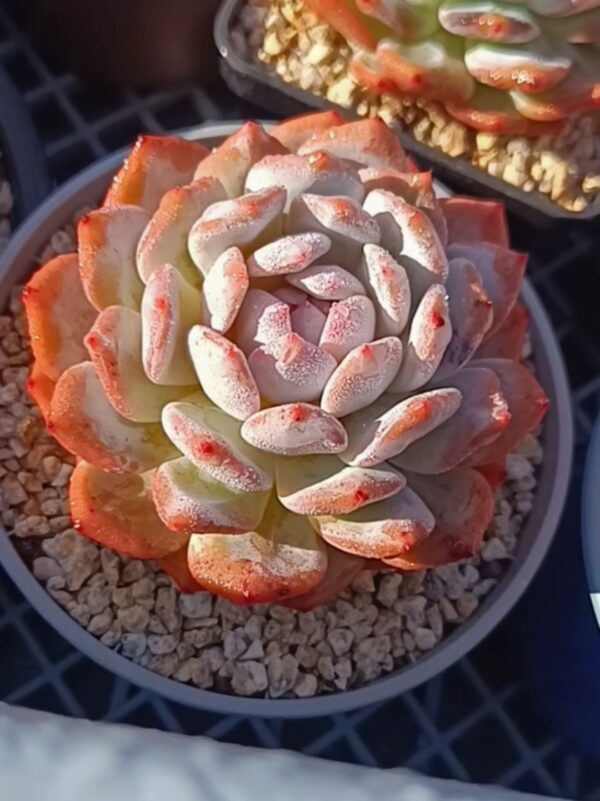 Echeveria Star Orange L – Image 2