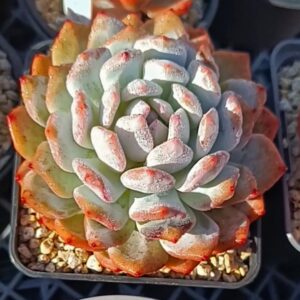 Echeveria Star Orange L