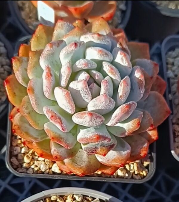 Echeveria Star Orange L