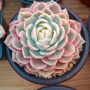 Echeveria cv Onslow White Variegata L