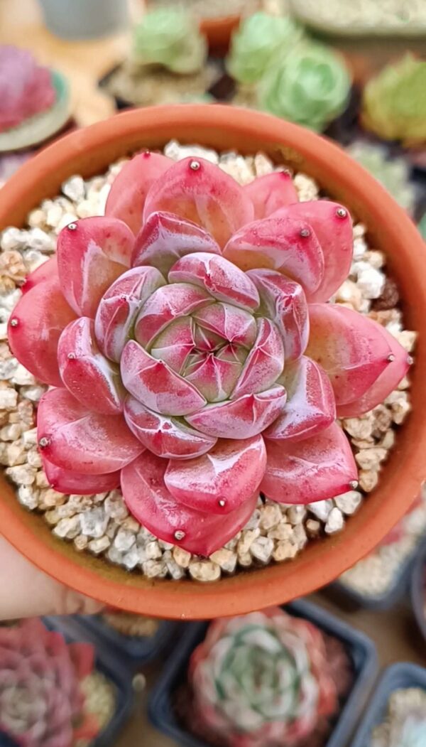 Echeveria HongLuan – Image 2
