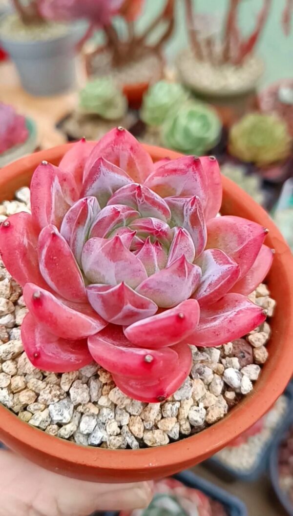 Echeveria HongLuan