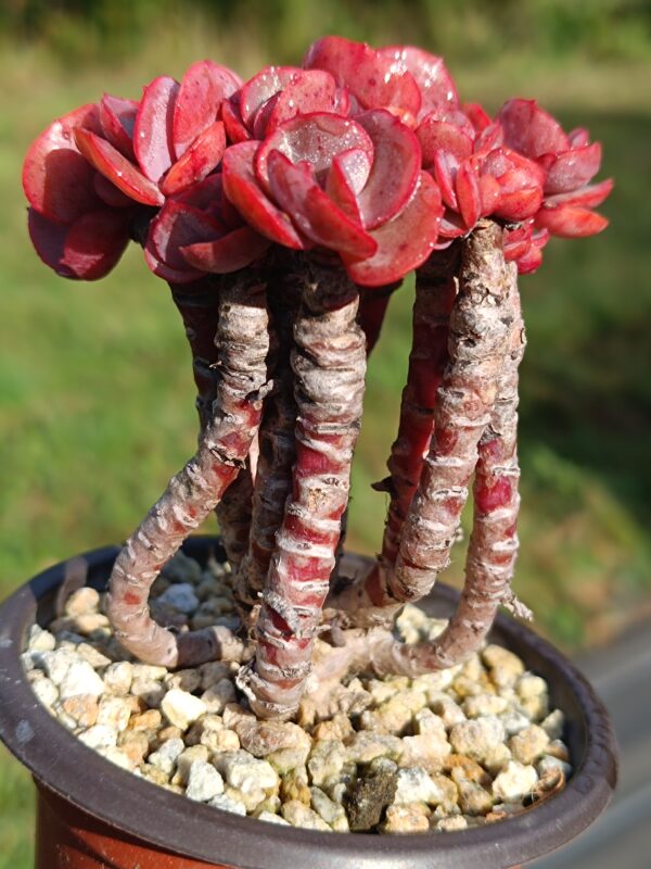 Echeveria Suyon Cluster – Image 2
