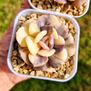 Echeveria Cubic Frost Variegata