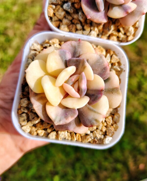 Echeveria Cubic Frost Variegata