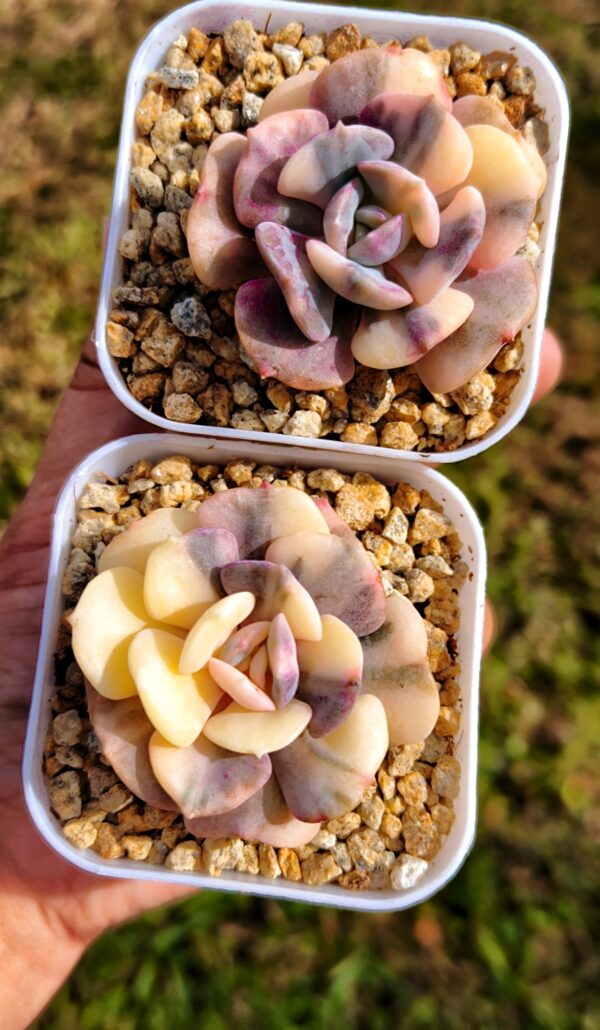 Echeveria Cubic Frost Variegata – Image 2
