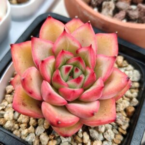 Echeveria Miss Dior