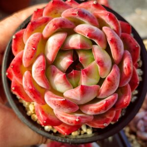 Echeveria HongLuan
