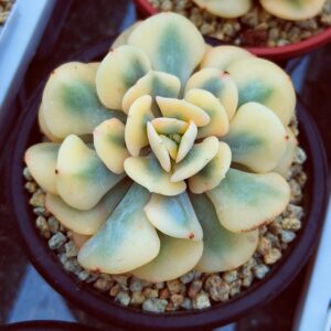 Echeveria Cubic Frost super variegata