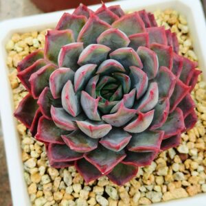 Echeveria Dark Ice L