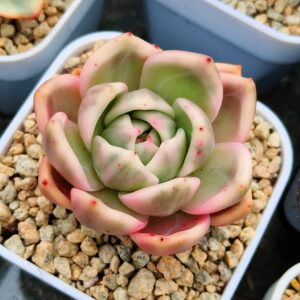 Echeveria White Champagne Variegata