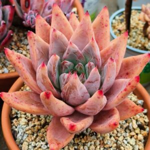 Echeveria Saint SP