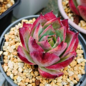 Echeveria agavoide Casio S