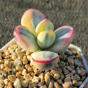 Cotyledon Orbiculata CV Variegata