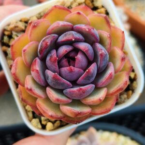 Echeveria Blueberry S