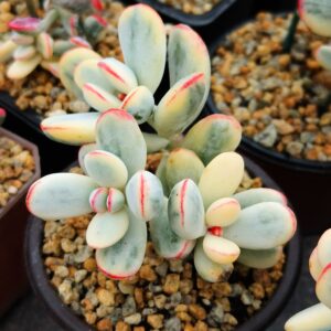 Cotyledon Orbiculata CV Variegata