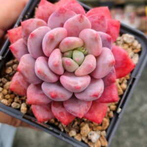 xPachyveria Half Summer L