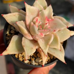 Echeveria Madiba
