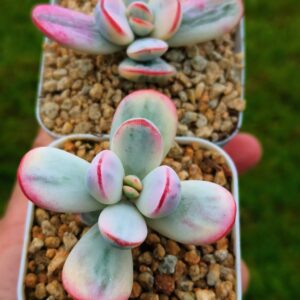 Cotyledon Orbiculata CV Variegata