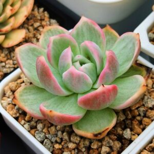 Echeveria White Champagne Variegata