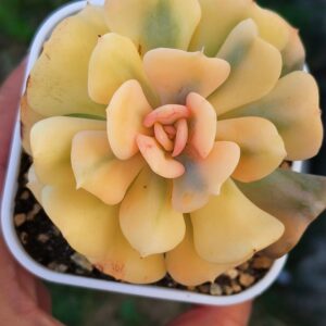 Echeveria Cubic Frost super variegata