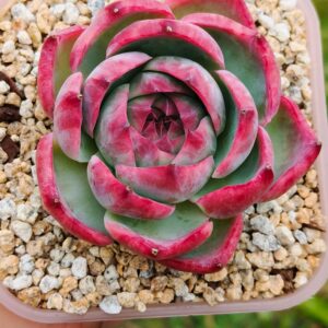 Echeveria agavoide Casio