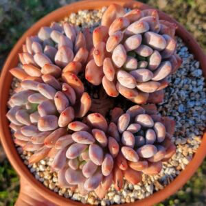 xPachyveria Half Summer Cluster