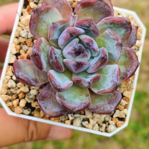 Echeveria Blueberry S
