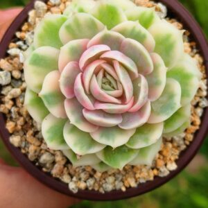 Echeveria cv Onslow White Variegata