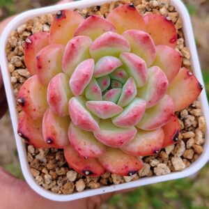 Echeveria Strawberry Almond