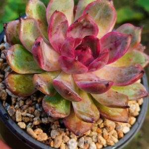Echeveria Blueberry