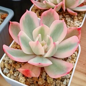 Echeveria Imbricata Variegata S