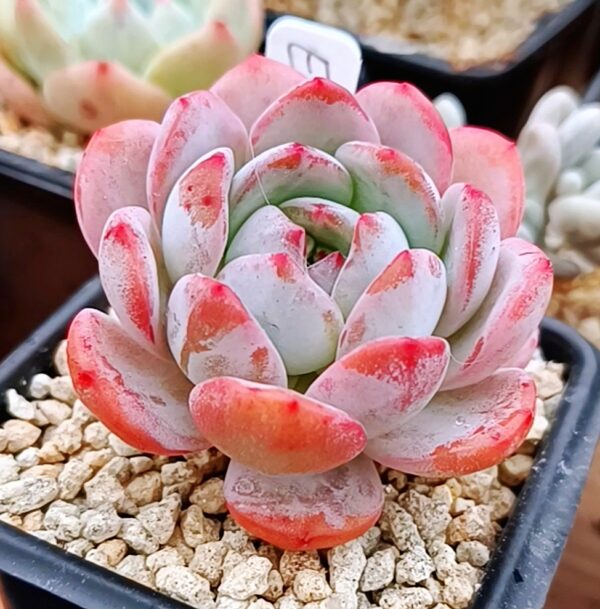 Echeveria All-Star