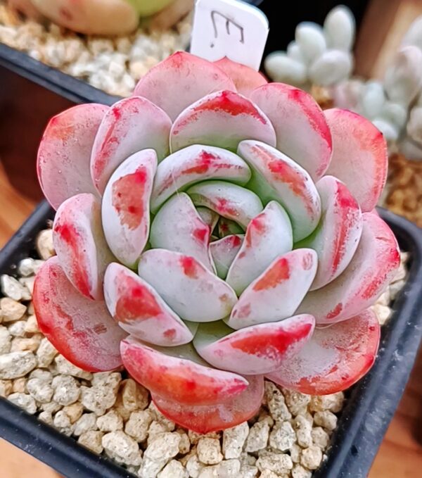 Echeveria All-Star – Image 2