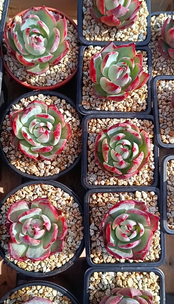 Echeveria agavoide Casio S – Image 3