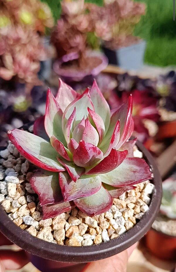 Echeveria agavoide Casio S – Image 2